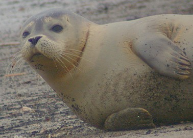 Gewone zeehond210104A